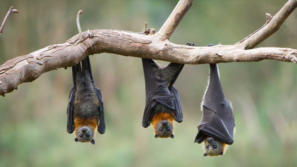 Bats Have Always Been Bats The Institute for Creation Research